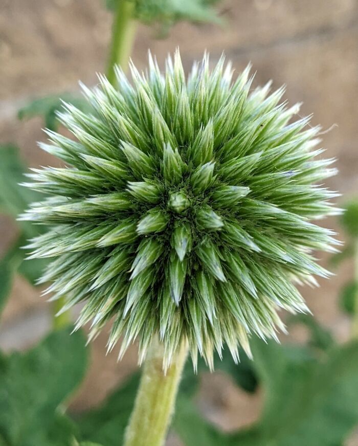 Plant I Saw On My Walk Has Pleasant Geometry