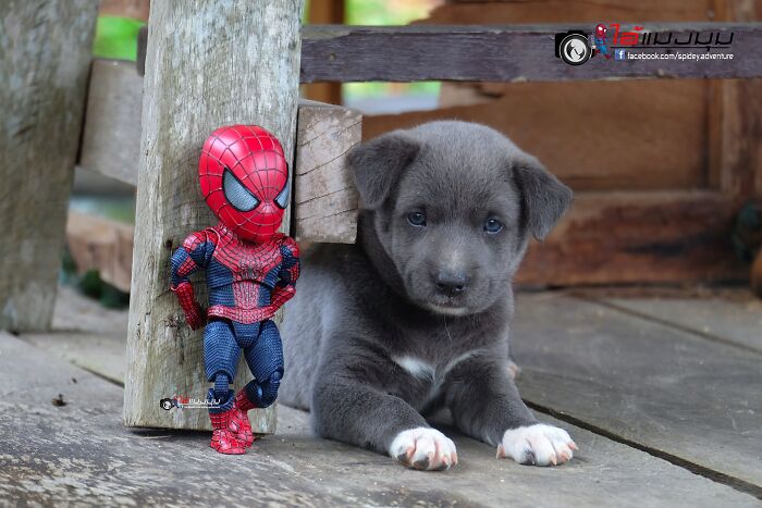 Artist Puts Baby Spider-Man And Animals In The Funniest Scenes (50 New Pics)