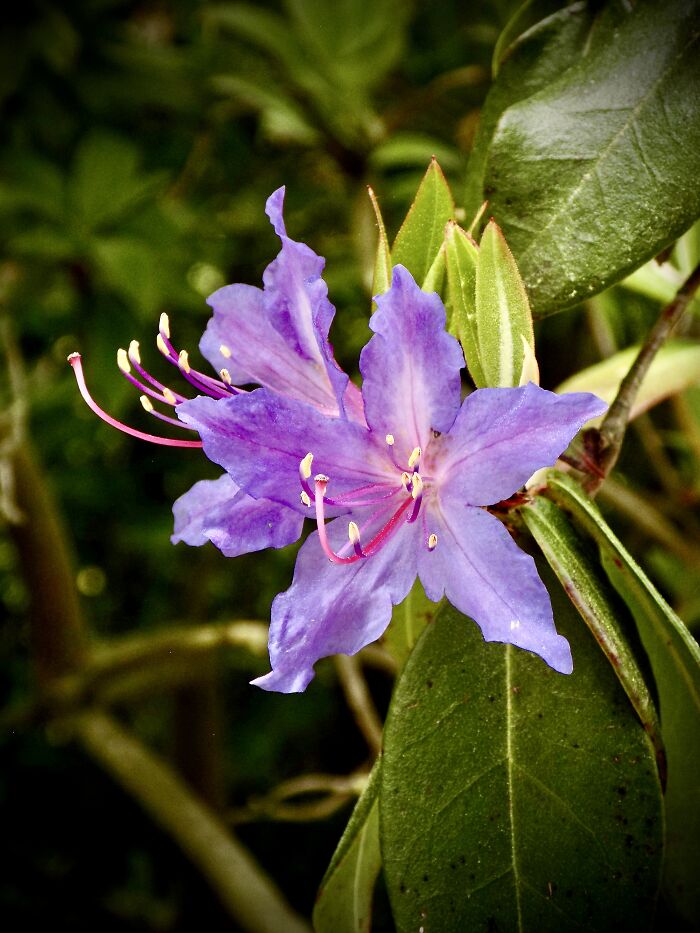 Pretty Purple Rhododendrons