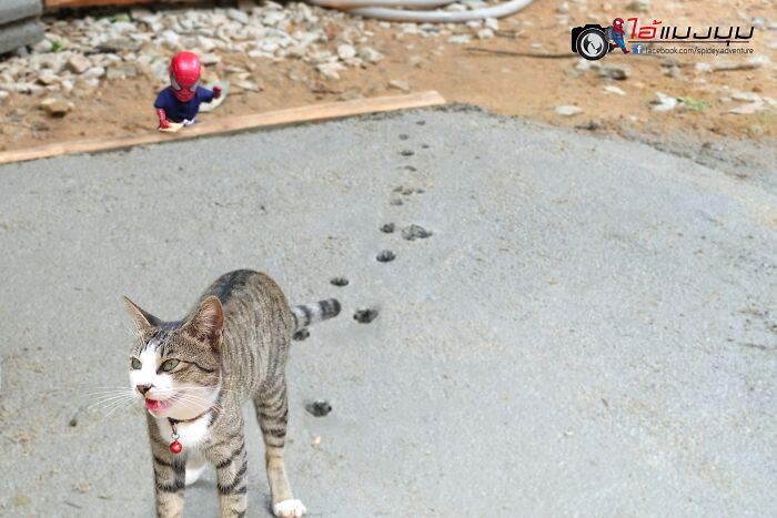 Artist Puts Baby Spider-Man And Animals In The Funniest Scenes (50 New Pics)