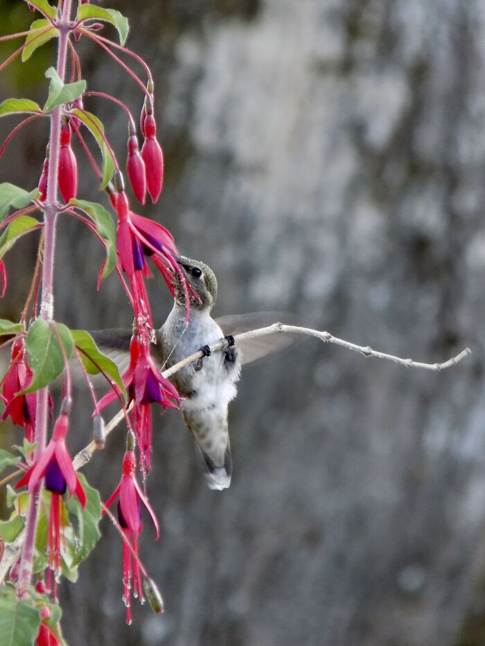 Same Female Hummingbird As Before