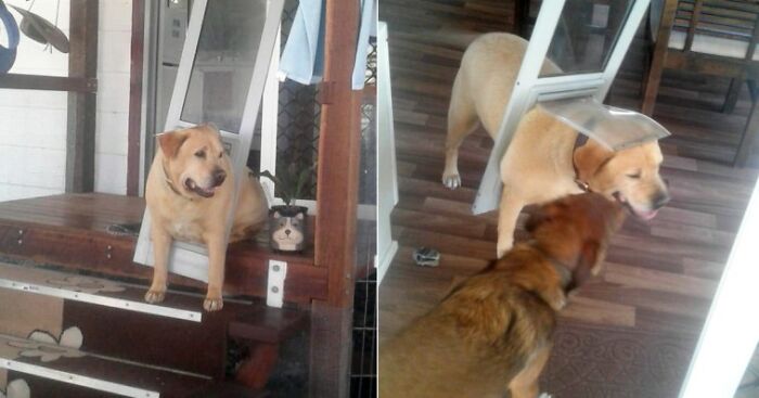 Chubby Dog Understands He Needs To Go On A Diet When He Gets Stuck In Doggy Door