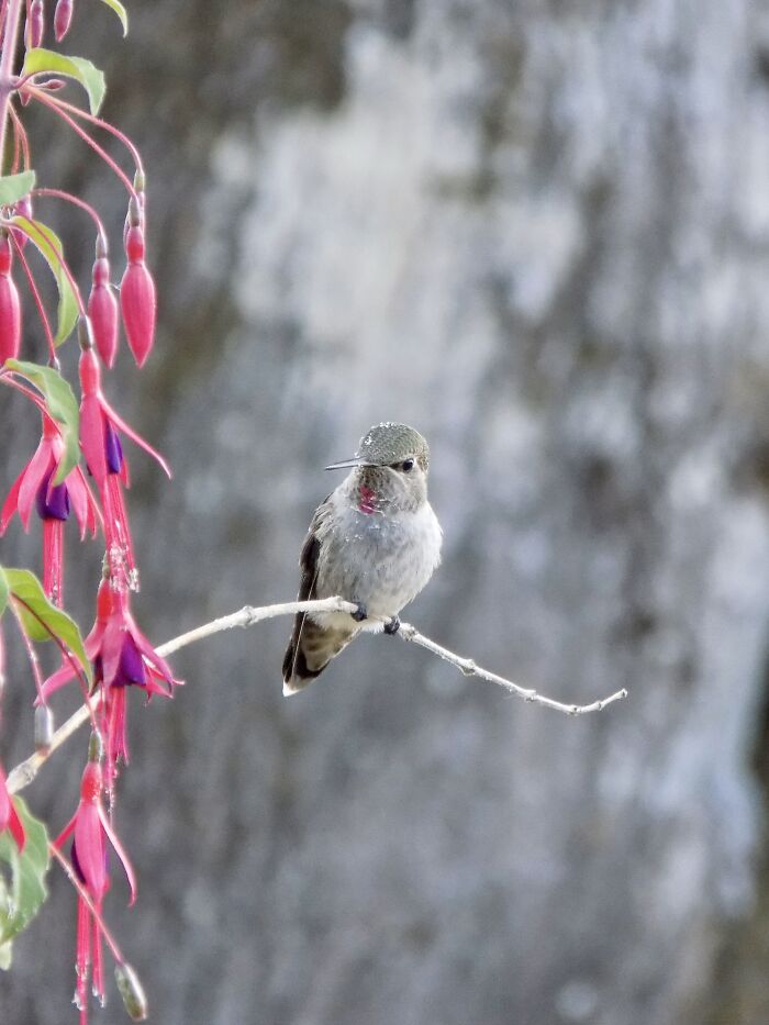 Female Hummingbird