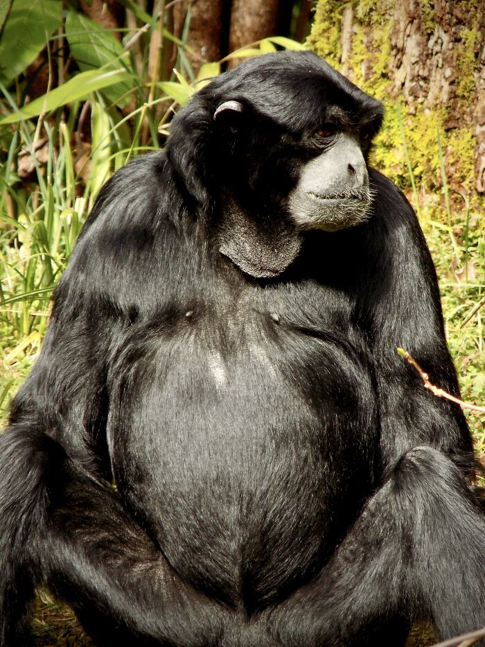 A Siamang At The Zoo