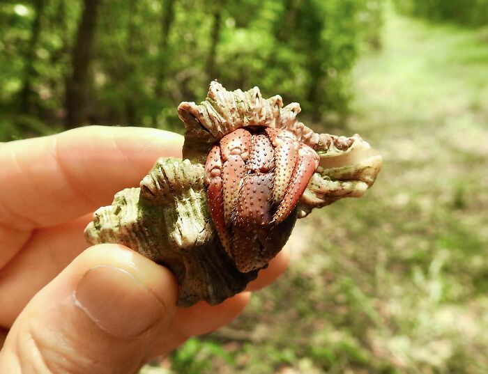 Hermit Crab On The Trail To The Beach