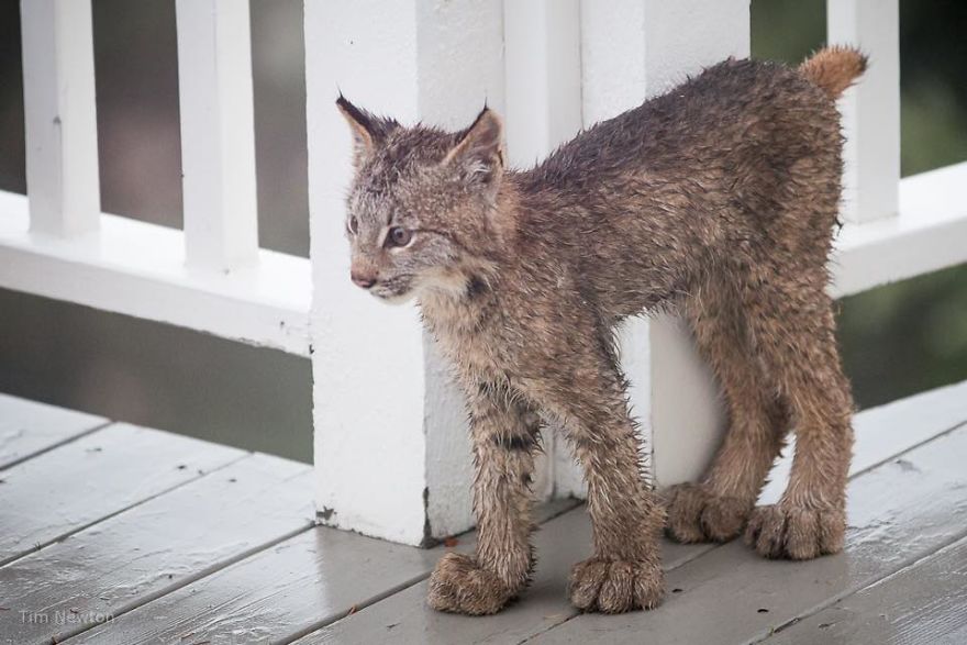 Man Woke Up To Strange Noise And He Couldn’t Be More Surprised