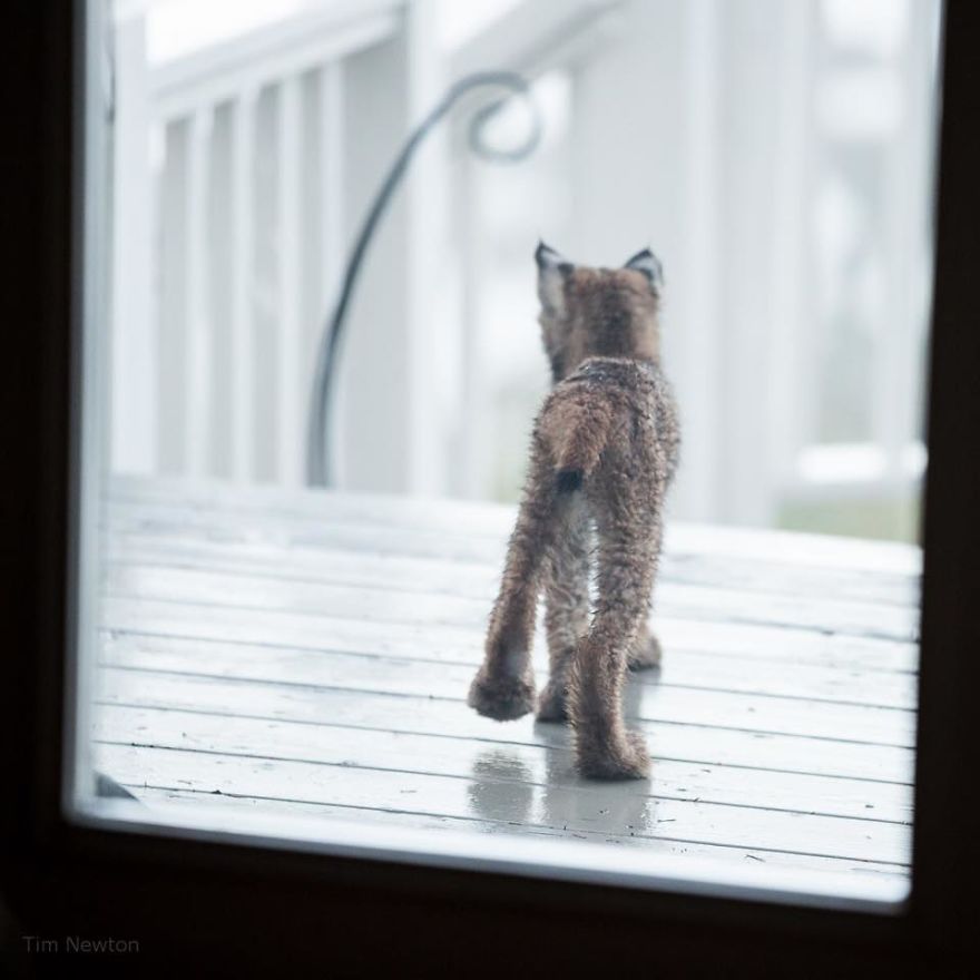 Man Woke Up To Strange Noise And He Couldn’t Be More Surprised