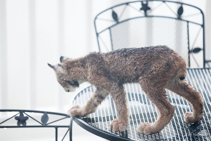 Man Woke Up To Strange Noise And He Couldn’t Be More Surprised