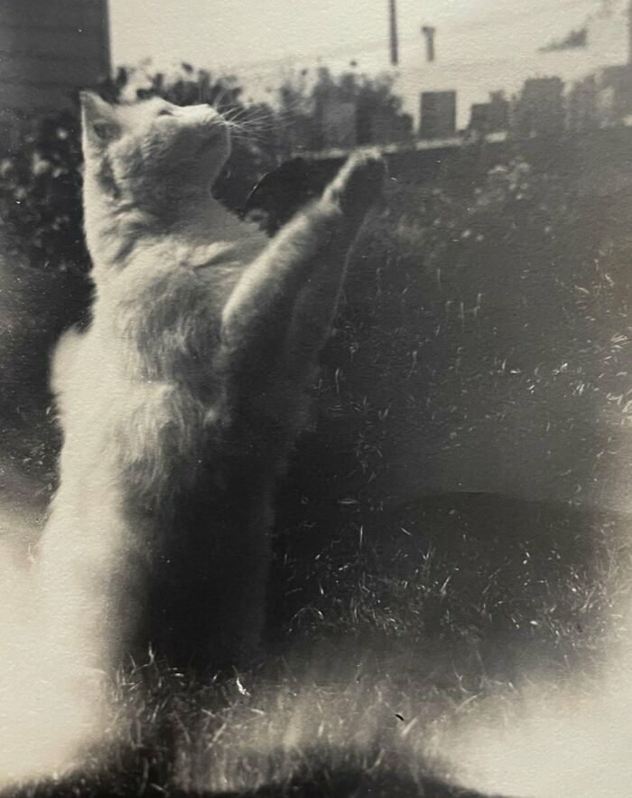 New Of The Best Photos Shared By This Twitter Account That Collects Historic Photographs Of Cats With Their Stories