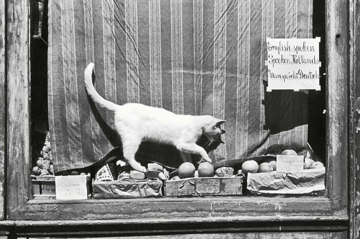 New Of The Best Photos Shared By This Twitter Account That Collects Historic Photographs Of Cats With Their Stories