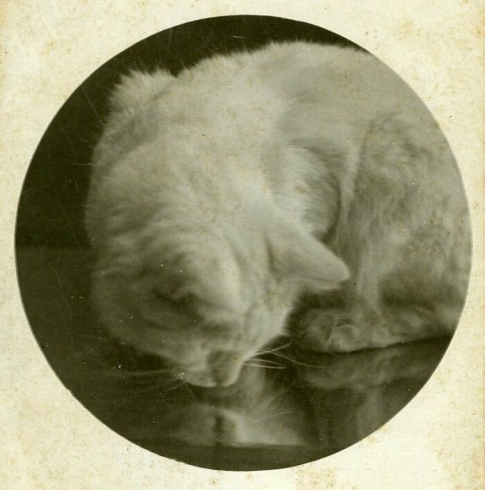 New Of The Best Photos Shared By This Twitter Account That Collects Historic Photographs Of Cats With Their Stories