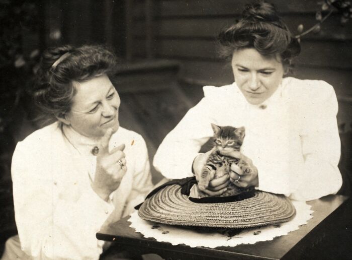 New Of The Best Photos Shared By This Twitter Account That Collects Historic Photographs Of Cats With Their Stories