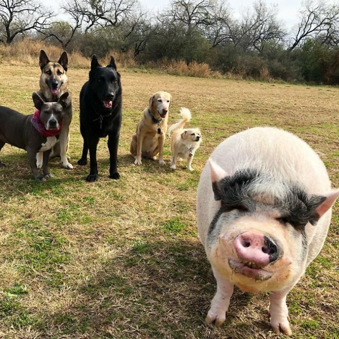 This Pig Grew Up With 5 Dog Siblings And Now Thinks He’s Just One Of Them