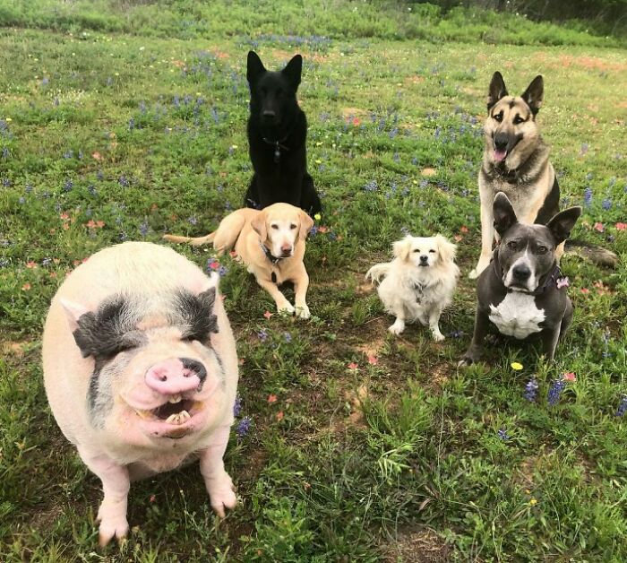 This Pig Grew Up With 5 Dog Siblings And Now Thinks He’s Just One Of Them