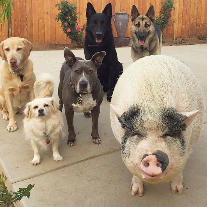 This Pig Grew Up With 5 Dog Siblings And Now Thinks He’s Just One Of Them