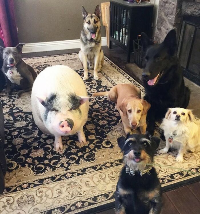 This Pig Grew Up With 5 Dog Siblings And Now Thinks He’s Just One Of Them