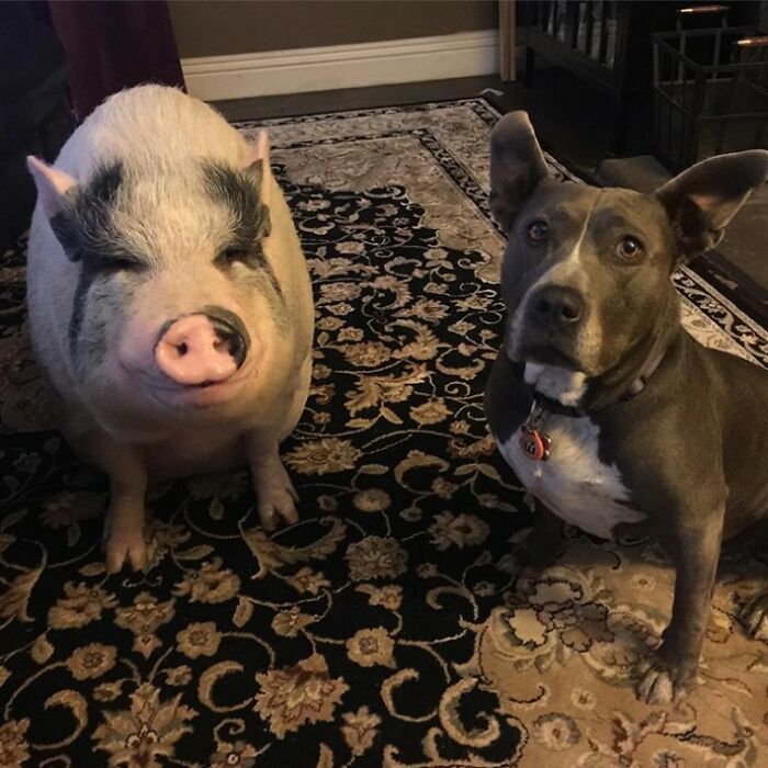 This Pig Grew Up With 5 Dog Siblings And Now Thinks He’s Just One Of Them