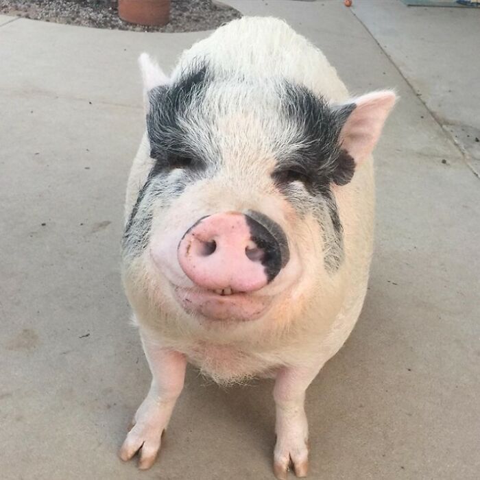 This Pig Grew Up With 5 Dog Siblings And Now Thinks He’s Just One Of Them