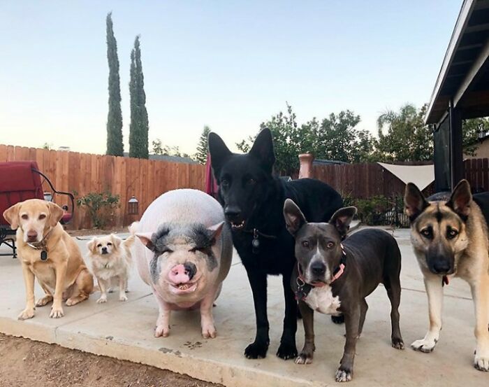 This Pig Grew Up With 5 Dog Siblings And Now Thinks He’s Just One Of Them