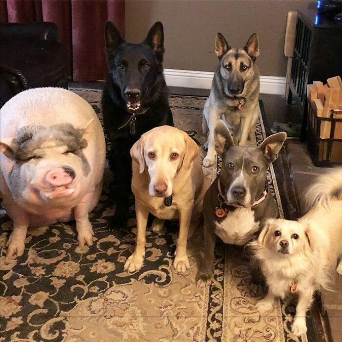 This Pig Grew Up With 5 Dog Siblings And Now Thinks He’s Just One Of Them