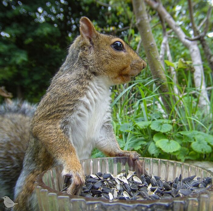 This Woman Has A Bird Photo Booth In Her Garden And The Results Are Amazing (New Photos)