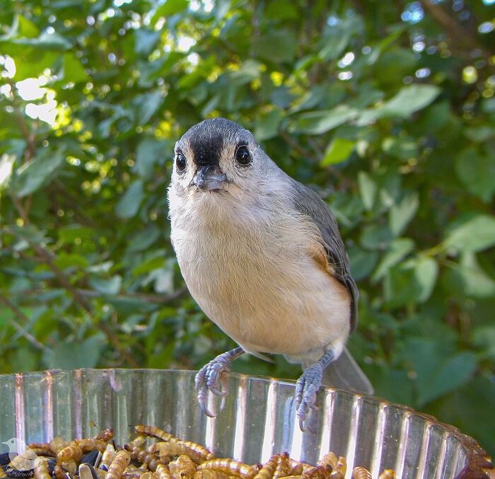 This Woman Has A Bird Photo Booth In Her Garden And The Results Are Amazing (New Photos)