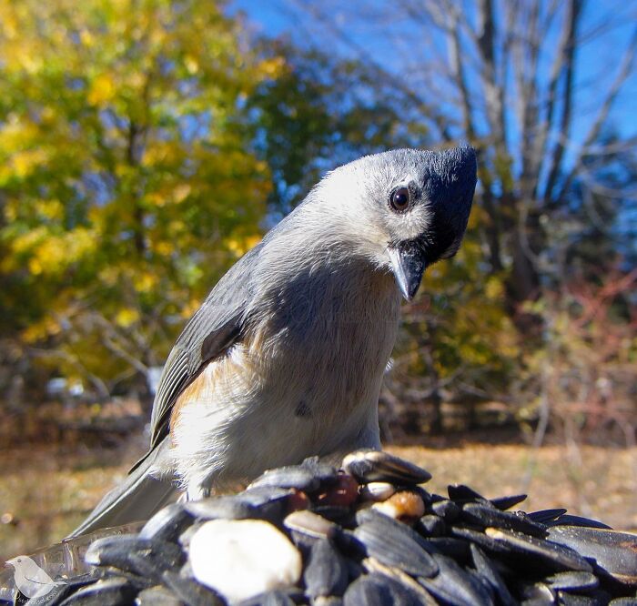 This Woman Has A Bird Photo Booth In Her Garden And The Results Are Amazing (New Photos)