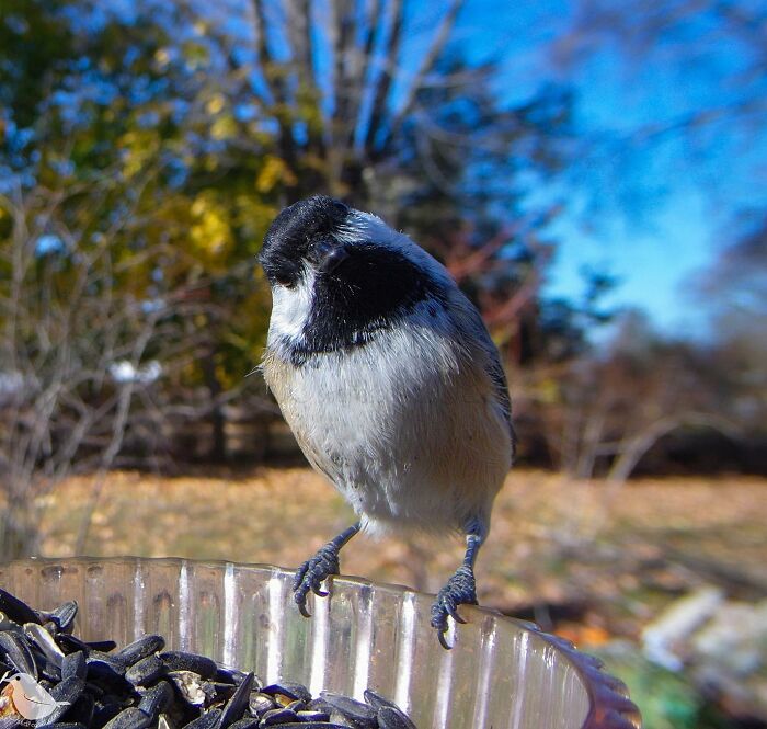 This Woman Has A Bird Photo Booth In Her Garden And The Results Are Amazing (New Photos)