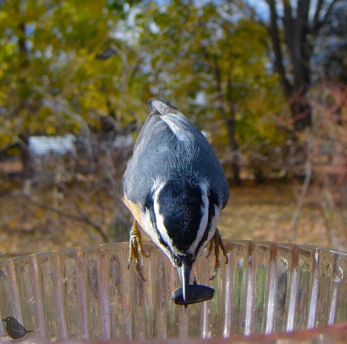 This Woman Has A Bird Photo Booth In Her Garden And The Results Are Amazing (New Photos)