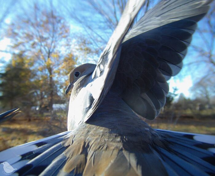 This Woman Has A Bird Photo Booth In Her Garden And The Results Are Amazing (New Photos)