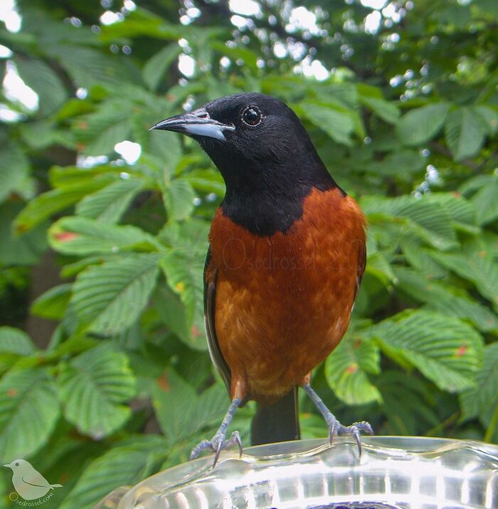 This Woman Has A Bird Photo Booth In Her Garden And The Results Are Amazing (New Photos)