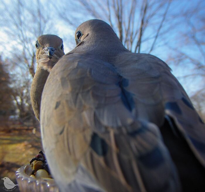 This Woman Has A Bird Photo Booth In Her Garden And The Results Are Amazing (New Photos)