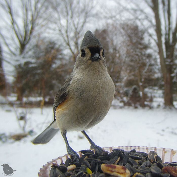 This Woman Has A Bird Photo Booth In Her Garden And The Results Are Amazing (New Photos)