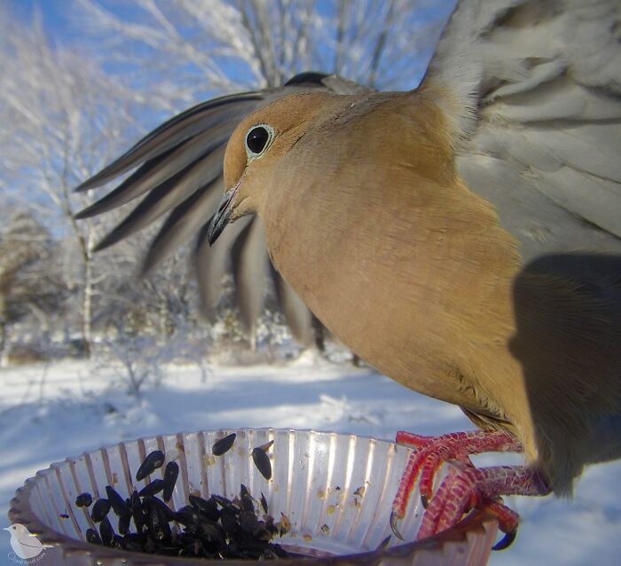 This Woman Has A Bird Photo Booth In Her Garden And The Results Are Amazing (New Photos)