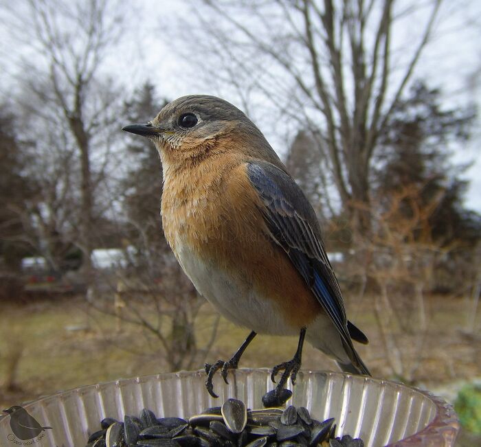 This Woman Has A Bird Photo Booth In Her Garden And The Results Are Amazing (New Photos)