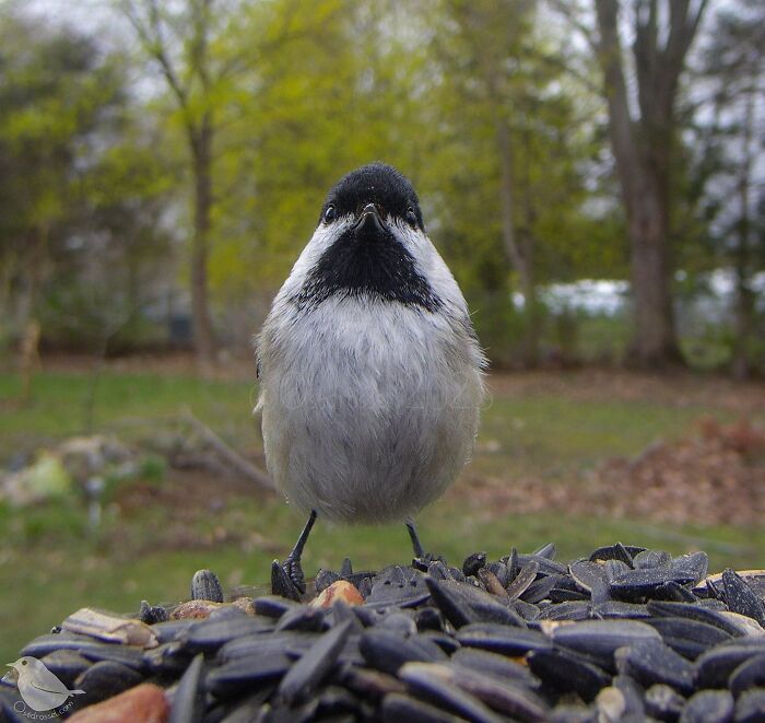 This Woman Has A Bird Photo Booth In Her Garden And The Results Are Amazing (New Photos)