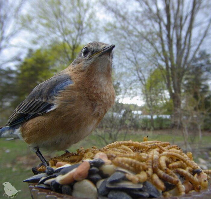 This Woman Has A Bird Photo Booth In Her Garden And The Results Are Amazing (New Photos)