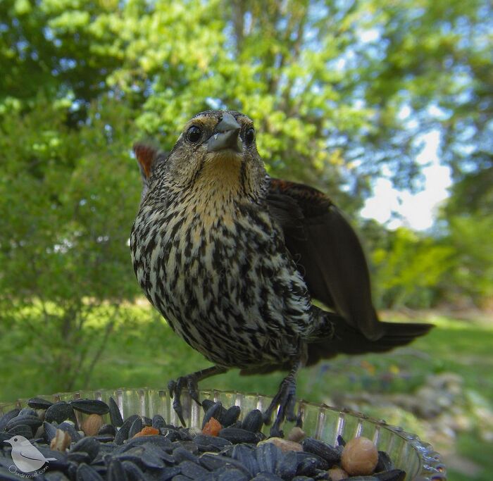 This Woman Has A Bird Photo Booth In Her Garden And The Results Are Amazing (New Photos)