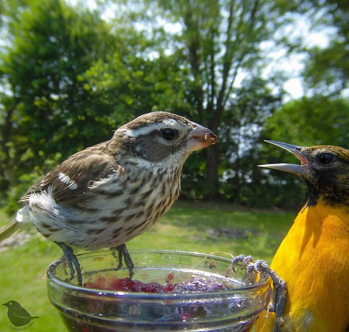 This Woman Has A Bird Photo Booth In Her Garden And The Results Are Amazing (New Photos)