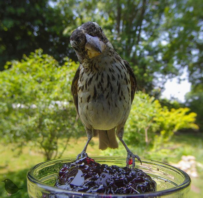 This Woman Has A Bird Photo Booth In Her Garden And The Results Are Amazing (New Photos)