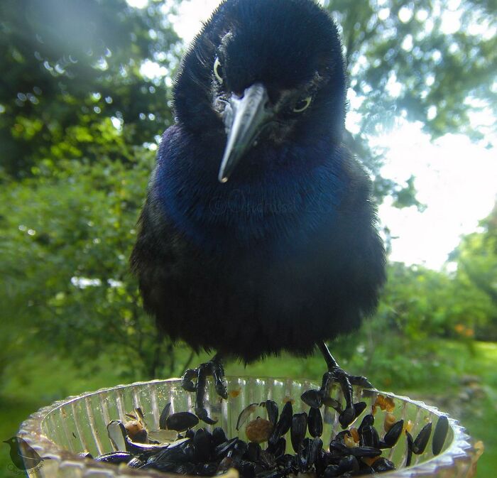 This Woman Has A Bird Photo Booth In Her Garden And The Results Are Amazing (New Photos)