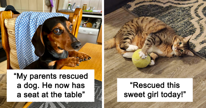 85 Of The Sweetest Pics People Took Of Their Newly Adopted Pets (August Edition)