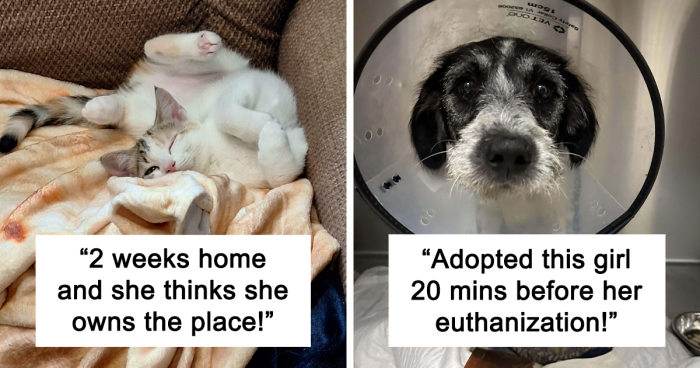 85 Adorable Pics Of Pets Who Found Their Forever Home (August Edition)