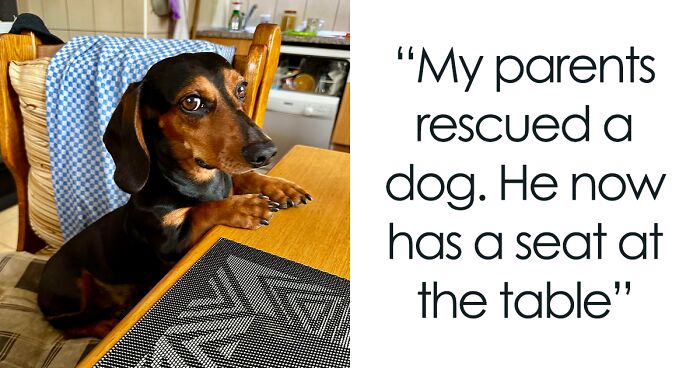 85 Heartwarming Pics Of Adopted Pets To Bring Joy To Your Soul (August Edition)