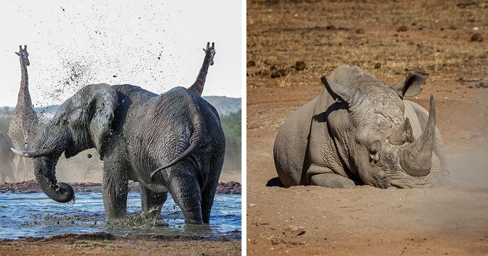 45 Photos Of Wildlife In Africa I Took During My Travels