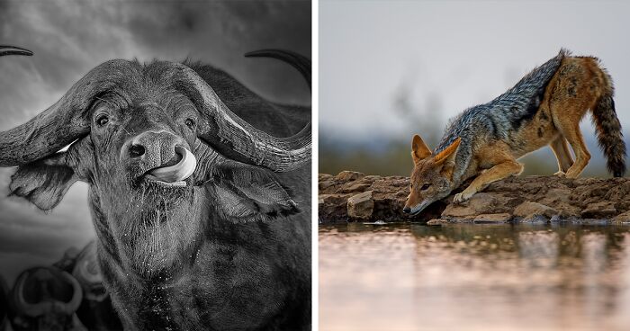 Here Are The Best 45 Wildlife Photos I Took While Traveling Across Africa