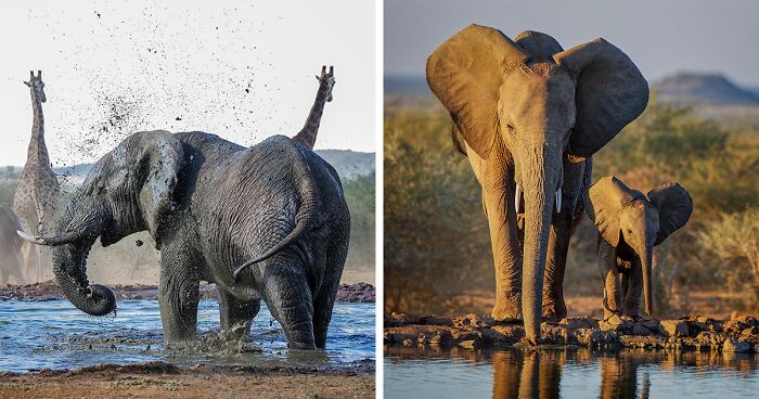 45 Wildlife Photographs I Took During My Travels To Africa