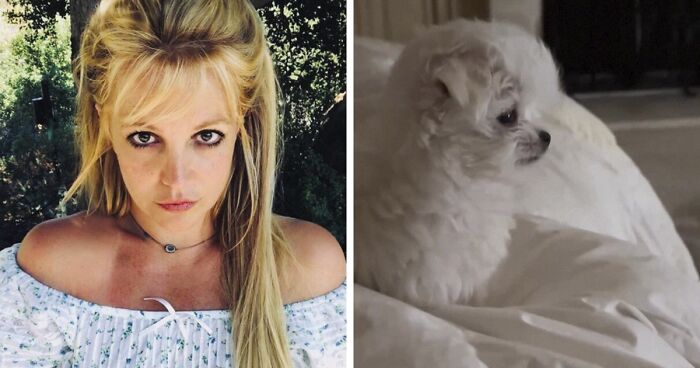 Britney Spears Gets In Trouble With PETA As She Allegedly Buys New Dog Instead Of Rescuing