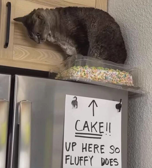 cat-cake-64df20bf4daa7-png.jpg