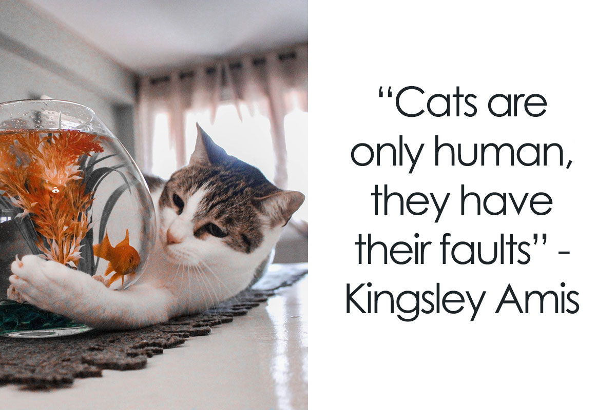 Knowing Your Limits - The Lovecats Inc